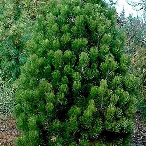 Сосна белокорая Agro-Market Satelit С15 высота 65-75 см 188134 1 саженец в упаковке - фото 1