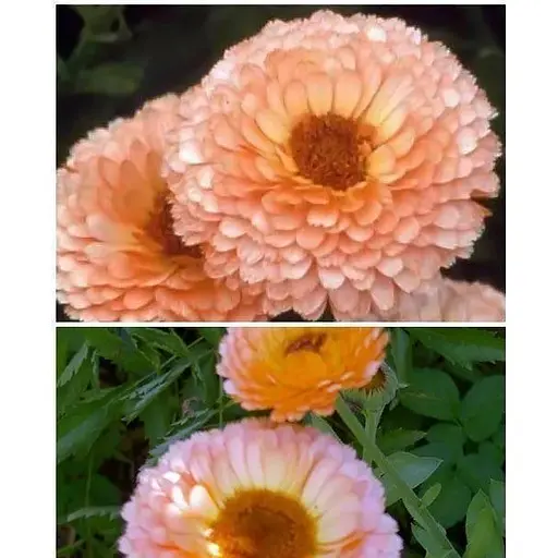 Календула "Розовый сюрприз" Весна 3г (22418) - фото 1