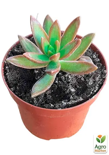 Очиток "Нуссбаумера" (Sedum nussbaumerianum) (182496) 1 саженец - фото 4