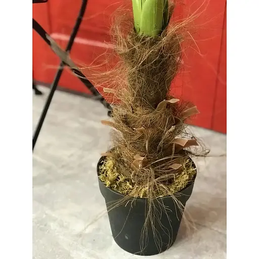 Пальма Лівістона Hvoya в горщику 180 см - фото 5