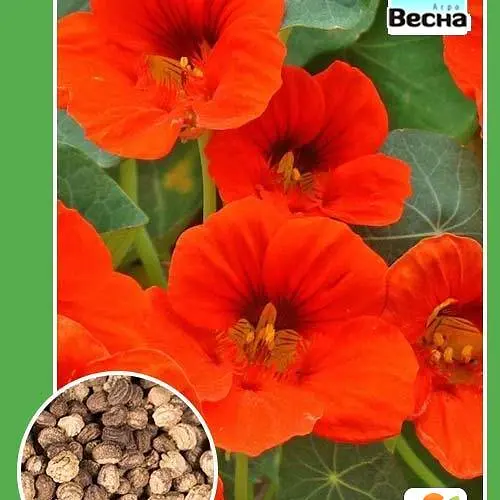 Настурция низкорослая "Красная" ТМ "Весна" 0.5г (15249) - фото 1