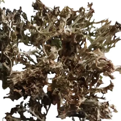 100 г цетрарія ісландська/ісландський мох сушений - свіжий урожай