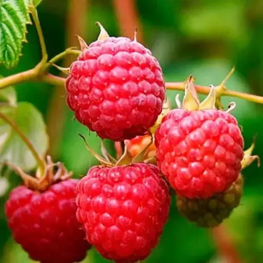 Малина Agro-Market "Новокитаевская" (ранний срок созревания, высокоурожайный сорт) 1-летний саженец (189474) 1 шт в упаковке - фото 1