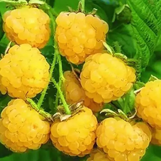 Малина Agro-Market "Золотая феерия" (ремонтантный и неприхотливый сорт) 1-летний саженец (189517) 1 шт в упаковке - фото 1