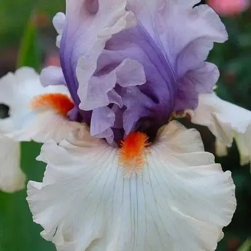 Ірис бородатий великоквітковий "Careless Whisper" 1 шт (41107) - фото 1