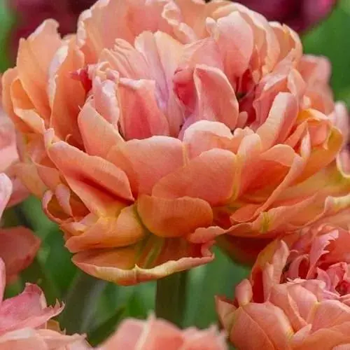 Тюльпан "Copper Image" (181255) 2 шт - фото 1