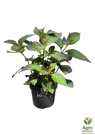 Гортензія крупнолиста 2-річна "You & Me- Miss Saori" висота саджанця 25-45см (186191) 1 саженец - фото 2