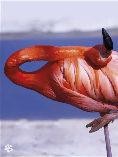 Animal Antics - фото 4