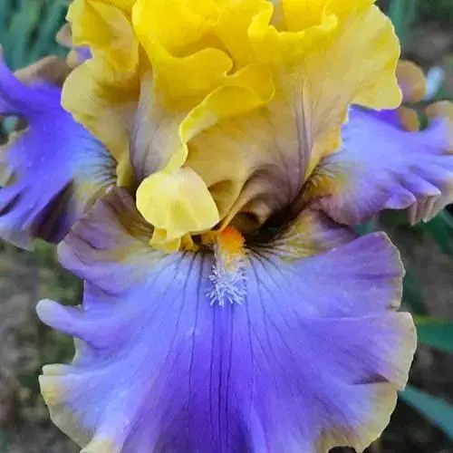 Ирис бородатый крупноцветковый "Barbara Rider" (181086) 1 шт - фото 1