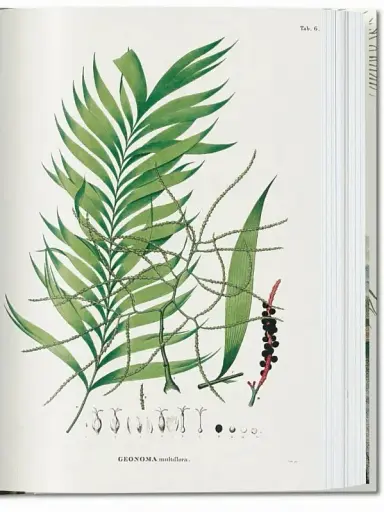 The Book of Palms - фото 4