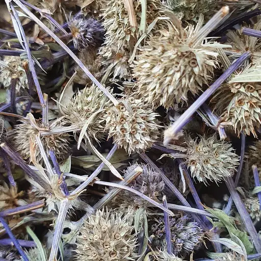 100 г синеголовник плосколистий трава сушена - свіжий урожай