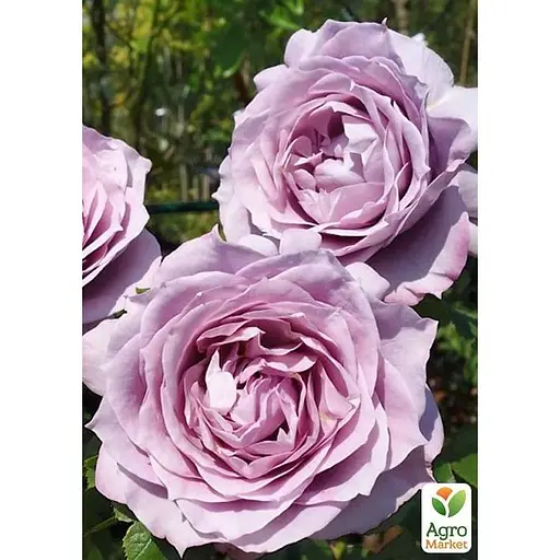 Роза флорибунда Agro-Market Новалис' в контейнере, высший сорт (185415) 1 саженец в упаковке - фото 4