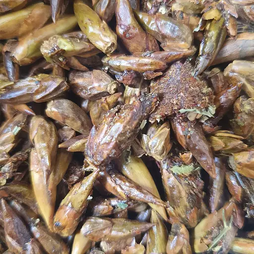 100 г тополя чорна бруньки сушені - свіжий урожай