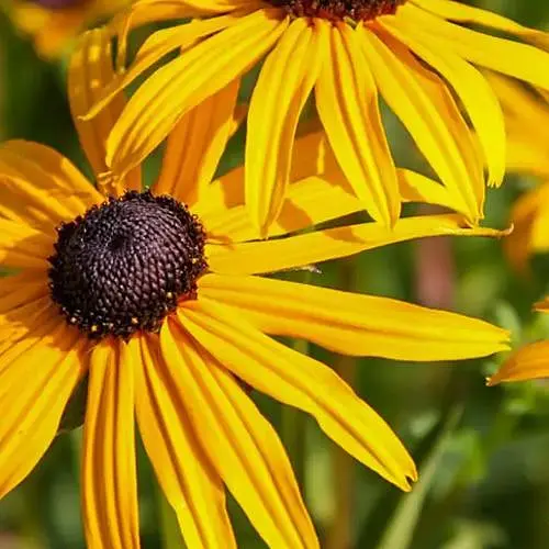 Рудбекия блестящая "Goldsturm" вазон С2 (189800) 1 саженец в упаковке - фото 1