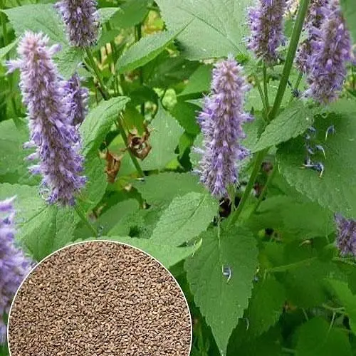 Лофант анисовый ТМ "Весна" 1,5г (32176) - фото 1