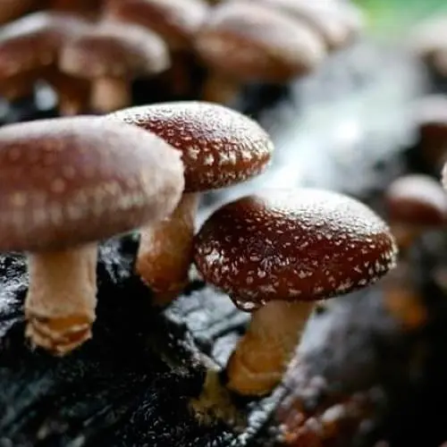 Міцелій на дубових брусочках "Шиитаке ТЛ-4080" 10шт (45305) - фото 1