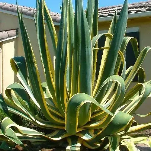 Агава американская "Aureomarginatus" (кадковое вечнозеленое экзотическое растение) (77303) - фото 1