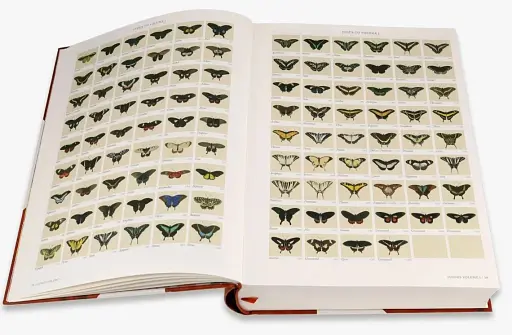 Iconotypes. A compendium of butterflies and moths. Jones’s Icones Complete - фото 4