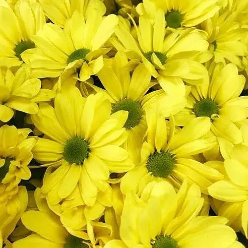 Хризантема мультифлора куляста "Flora Jaune" (189651) 1 саженец - фото 1