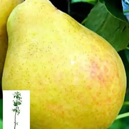 Груша Agro-Market "Бере Київська" вкоренена в контейнері (саджанець 2 роки) (153286) 1 саджанець в упаковці - фото 1