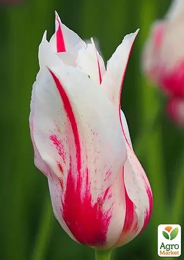 Тюльпан "Marilyn" (лилиоцветный) (186181) 2 шт - фото 2