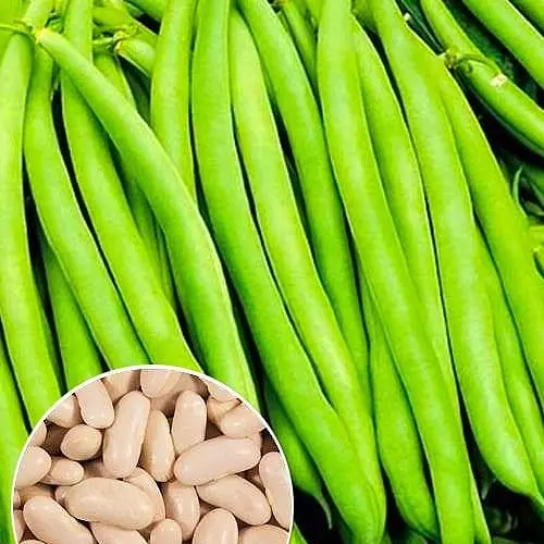 Квасоля спаржева "Коріна" ТМ "Весна"  15г (46502) - фото 1