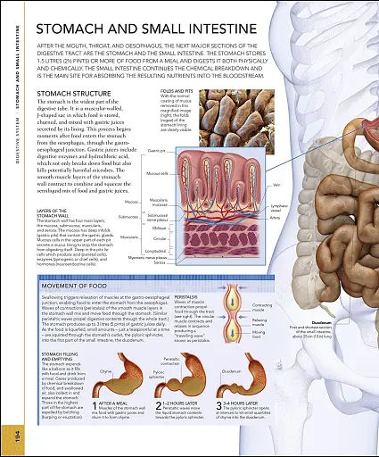 The Human Body Book - фото 10