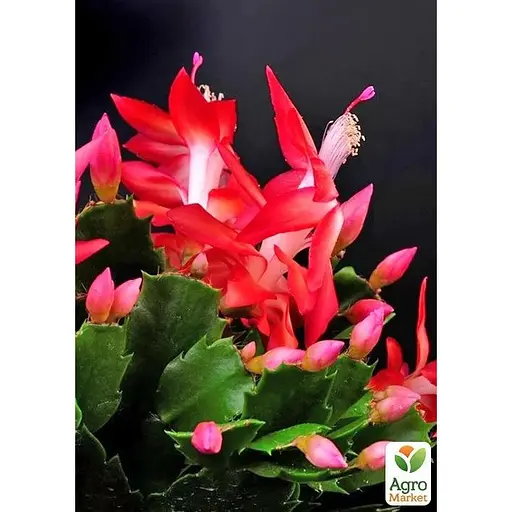 Шлюмбергера Agro-Market Rubrum (Декабрист, рождественский, зигокактус) (72119) 1 саженец в упаковке комнатный - фото 1