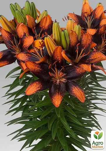 Лілія Горщикова "Trendy Las Palmas" (176160) 1 шт - фото 2