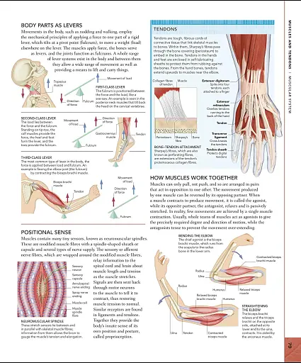 The Human Body Book - фото 5
