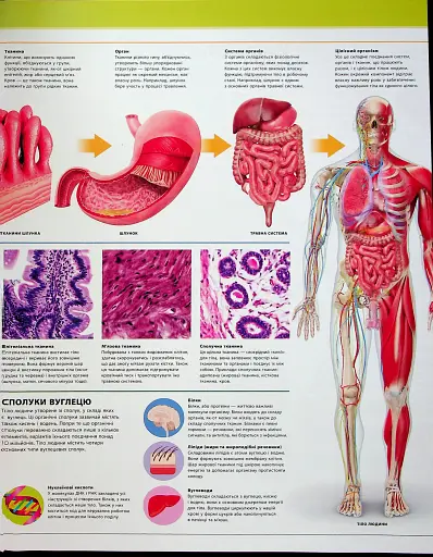 Енциклопедія знань. Тіло людини - фото 8
