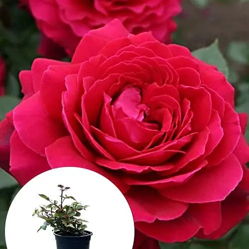 Роза в контейнере чайно-гибридная "Bellevue" (саженец класса АА+) (185748) 1 саженец - фото 3