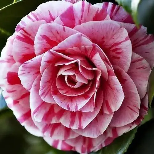 Камелия японская бело-розовая "General Colletti" (48326) 1 саженец - фото 1