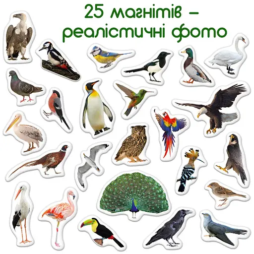 Детский набор магнитов Птицы фото Magdum ML4031-30 EN - фото 4