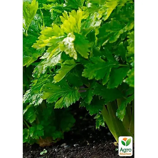 Селера листова (Зипер) ТМ "Весна" 1г (11931) - фото 3