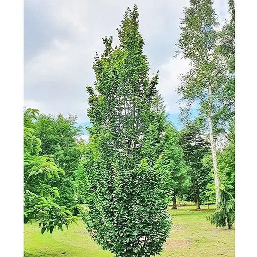 Граб обыкновенный "Fastigiata" С10 (180077) 1 саженец - фото 1