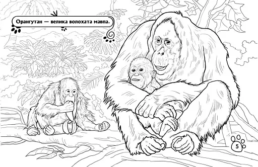 Розмальовка з тваринами. Тварини в далеких краях - фото 4