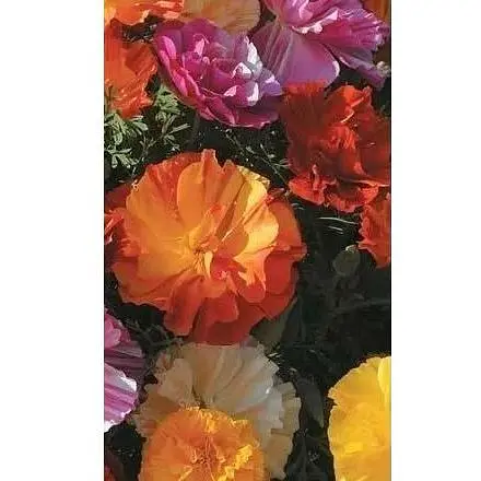 Эшольция "Махрова" (Большой пакет) Весна 1.5г (32820) - фото 1