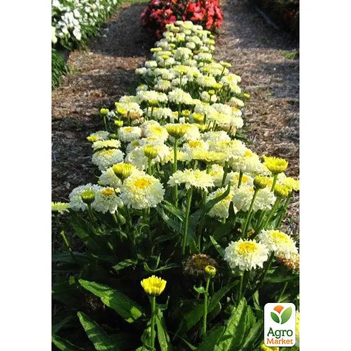 Ромашка махровая Леукантемум "Luna" (букетная, крупноцветковая) (189541) 1 саженец в упаковке - фото 2