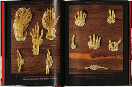 Anatomical Waxes. 45th Edition - фото 10