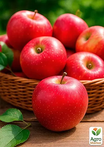 Саджанець Agro-Market Яблуня Пінова (зимовий сорт, пізній термін дозрівання) 1 шт. в упаковці (20953) - фото 2