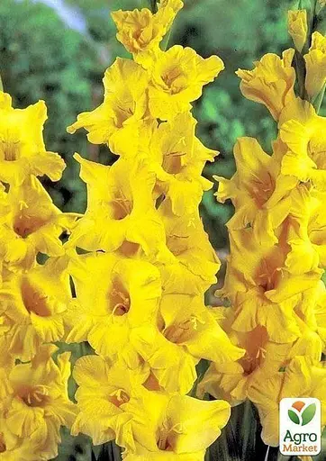 Гладиолус "Morning Gold" 3 шт (23742) - фото 3