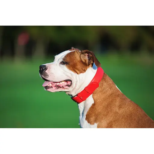 Ошейник для собак кожаный Waudog Glamour с QR-паспортом без украшений L Ш 25 мм Д 38-49 см красный - фото 5