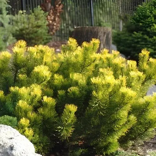 Сосна горная Agro-Market Carstens Wintergold С7.5 диаметр 20-30 см 188138 1 саженец в упаковке - фото 1