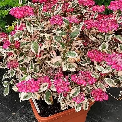 Гортензія пильчата 3-річна "Euphoria Pink" висота саджанця 30-50см (188241) 1 саженец - фото 1