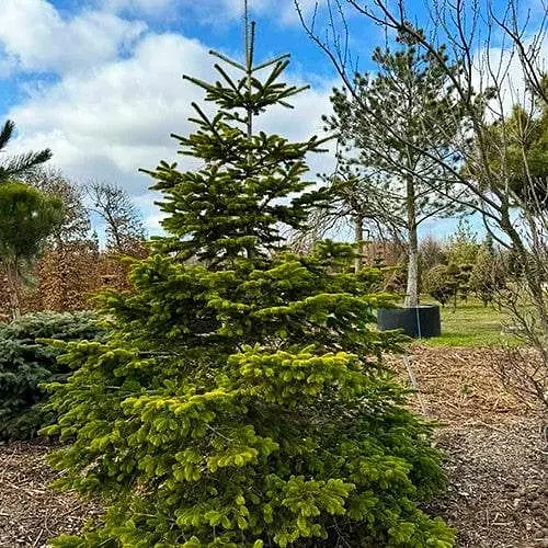 Пихта кавказская Agro-Market нордмана Aurea С12 высота 40-50 см 188146 1 саженец в упаковке - фото 1