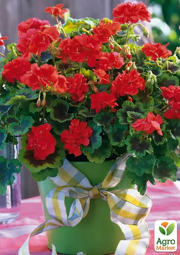 Пеларгонія строкатолиста "Dark Velvet" (185487) 1 саженец - фото 3