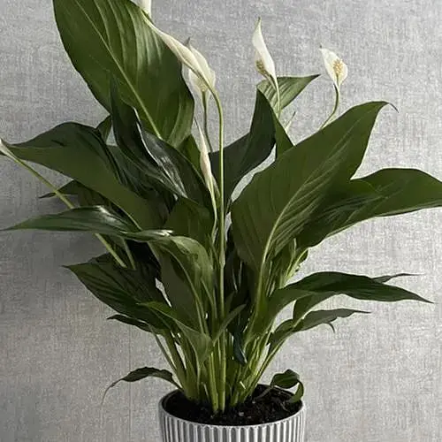 Спатифиллум Agro-Market Strauss 60-70см (188668) 1 саженец в упаковке (комнатный) Нидерланды - фото 2