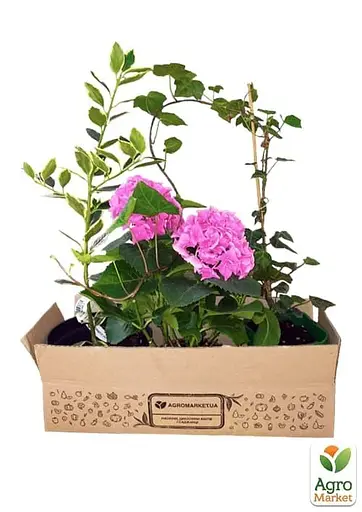 Магнолія 3-х річна стеллата "Rosea" (висота 40-50см) (60451) 1 саженец - фото 3