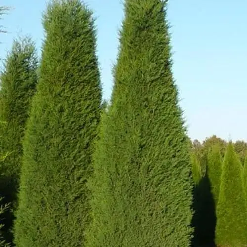 Купресосоціпаріс Лейланда "Blue Jeans" С3 висота 50-70см (183889) 1 саджанець - фото 1